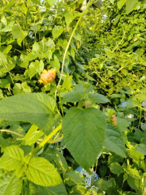 Çiçek ağacı kökü yolda 