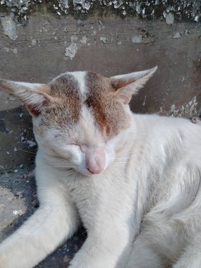 Kedi Uykuları, Kedi Uykuları