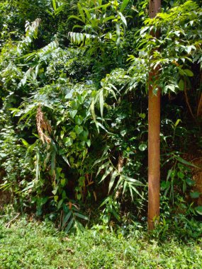 Tepelerin ve dağların görüntüleri, tepe ormanlarının arka planı