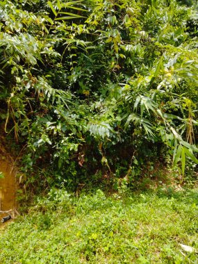 Tepelerin ve dağların görüntüleri, tepe ormanlarının arka planı