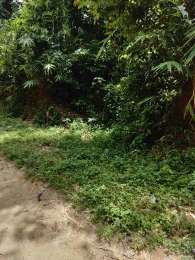 Tepelerin ve dağların görüntüleri, tepe ormanlarının arka planı