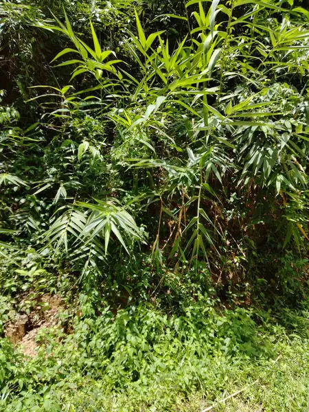 Tepelerin ve dağların görüntüleri, tepe ormanlarının arka planı