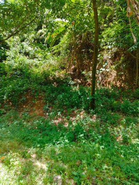 Orman ağacı arkaplanı, Orman ağacı adı