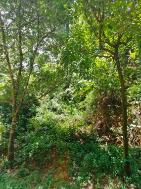 Orman ağacı arkaplanı, Orman ağacı adı