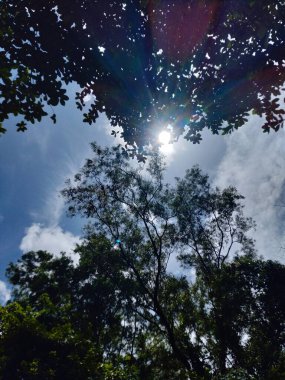 Ortasında güneş ışığı olan ağaçlar, ağaçların arasından parlayan güneş, ağaçların arasından parlayan güneş resimleri, ağaçların arasından geçen güneş ışığı alıntıları.