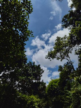 Ortasında güneş ışığı olan ağaçlar, ağaçların arasından parlayan güneş, ağaçların arasından parlayan güneş resimleri, ağaçların arasından geçen güneş ışığı alıntıları.