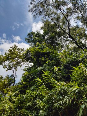Ortasında güneş ışığı olan ağaçlar, ağaçların arasından parlayan güneş, ağaçların arasından parlayan güneş resimleri, ağaçların arasından geçen güneş ışığı alıntıları.