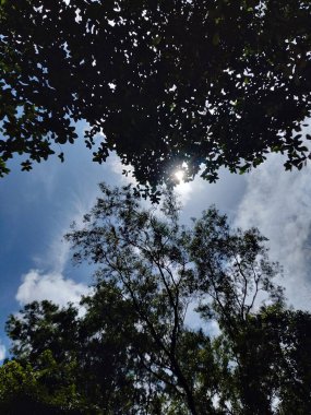 Arkaplanda gökyüzü olan ağaç, güneş ışığı arka planında gökyüzü olan ağaç.