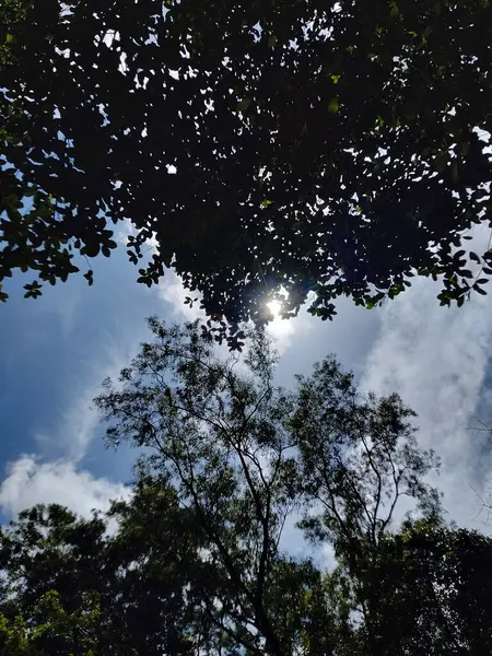 Arkaplanda gökyüzü olan ağaç, güneş ışığı arka planında gökyüzü olan ağaç.