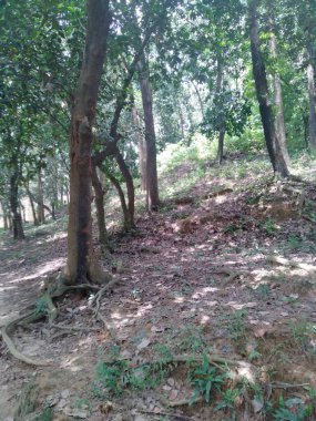 Tepeli güzel ağaç, tepeli ağaç.