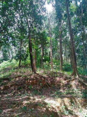 Tepeli güzel ağaç, tepeli ağaç.