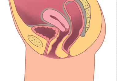 Renkli tıbbi biçim çizimi