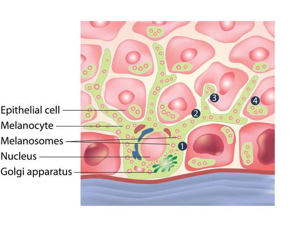 Tıbbi çizim, hücre yapısı