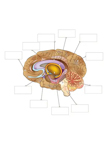 Renkli tıbbi biçim çizimi