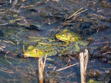 Yazın yeşil yapraklar ve bitkiler arasında suda yüzen yaygın su kurbağası (Pelophylax esculentus) grubu