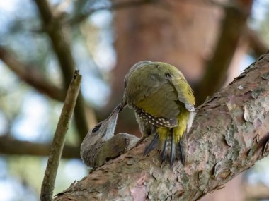 Genç gri başlı ağaçkakanlar ya da gri yüzlü ağaçkakanlar (Picus canus) yaz başında ormanda yüksek bir ağaç dalında