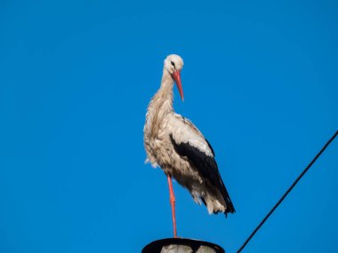 Beyaz bir leylek (Ciconia ciconia), parlak güneş ışığında masmavi gökyüzü arka planına sahip ahşap bir direğin üzerinde duruyor. Vahşi yaşam sahnesi