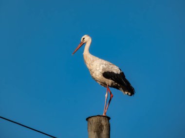 Beyaz bir leylek (Ciconia ciconia), parlak güneş ışığında masmavi gökyüzü arka planına sahip ahşap bir direğin üzerinde duruyor. Vahşi yaşam sahnesi