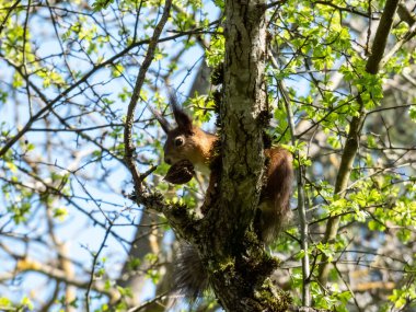 Kırmızı Sincap 'ın (Sciurus vulgaris) yaz portakalı ve kahverengi ceketli, ağaç dalında oturan ve parlak güneş ışığında ağzında bir ceviz tutan yakın plan fotoğrafı.