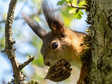 Kırmızı Sincap 'ın (Sciurus vulgaris) yaz portakalı ve kahverengi ceketli, ağaç dalında oturan ve parlak güneş ışığında ağzında bir ceviz tutan yakın plan fotoğrafı.