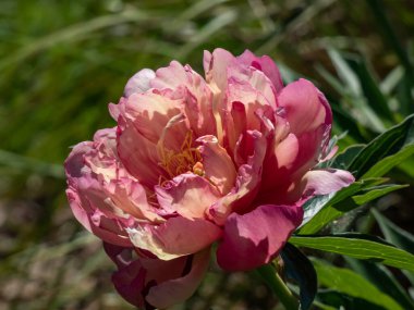 İtoh Peony (peeonia) 