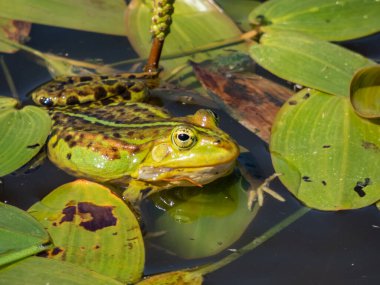Yazın yeşil yapraklar arasında suda yüzen yaygın su kurbağası veya yeşil kurbağanın (Pelophylax esculentus) yakın plan çekimi