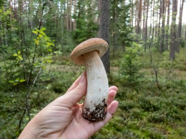 Sonbaharda ormanda kesilen bir elin büyük bir cep, bozuk para, Porcino ya da Porcini mantarı (boletus edulis) ile yakın plan çekimi.