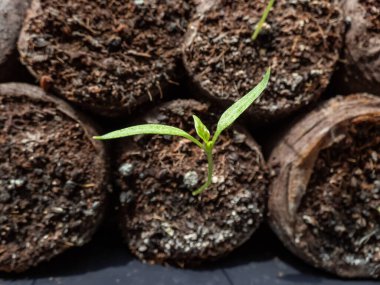 Pencere pervazında büyüyen küçük biber bitkisinin makro çekimi. Kapalı alanda bahçıvanlık ve fidanlar. Tohumlardan büyüyen yiyecekler