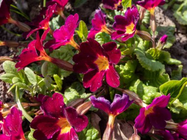 Juliae çuha çiçeği (Primula Juliae melezi) 'Purpurvaip' çiçekli açık kırmızı mor çiçekli bahar ortasında