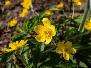 Tek çiçekli Makro Sarı şakayık, sarı ahşap şakayık, ya da çiçekli şakayık (Anemone ranunculoides) parlak güneş ışığında açan baharda