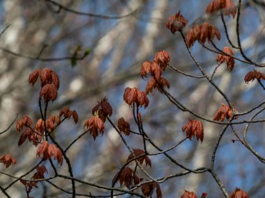 Small, green leaves of the Red maple (Acer rubrum) emerging red tinged in early spring with blue sky in background clipart