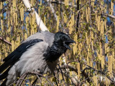 Beautiful close-up shot of the hooded crow (Corvus cornix) sitting in a birch tree branches flowering with yellow flowers. Wildlife scenery