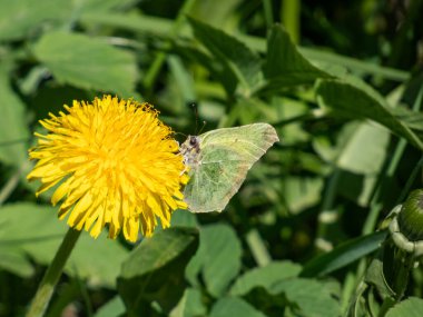 Alelade bir kükürt (Gonepteryx rhamni) çekiminin Macro çekimi yazın parlak güneş ışığında çiçek açar.