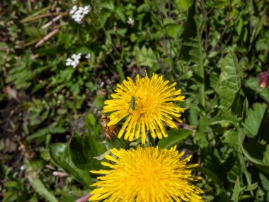 Sarı bir karahindiba (Aslan dişi) üzerinde küçük yeşil bir çekirgenin yaz aylarında bir çayırda çiçek açmasının makro görüntüsü.