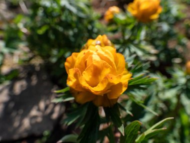 Sibirya Yerküre Çiçeği 'nin (Trollius altaicus) baharda bahçede açan büyük, fincan şeklinde portakal çiçeğinin yakın plan çekimi.