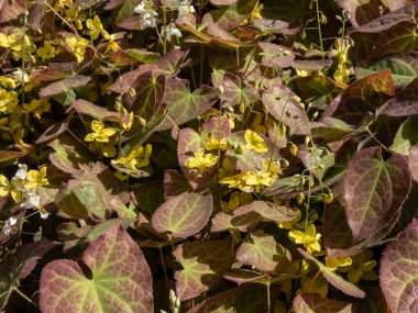 Barrenwort (Epimedium perralichicum) 'Frohnleiten' ilkbaharda parlak sarı çiçek kümeleriyle çiçek açar