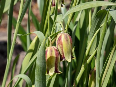 Sivri uçlu yapraklı Fritiller (Fritillaria acmopetala) başıyla çiçek açmış, soluk yeşil, geniş çan şeklinde çiçekler. Dış yapraklar sarımsı yeşildir. Bazı koyu yamalar ve kırmızı damarlar vardır.