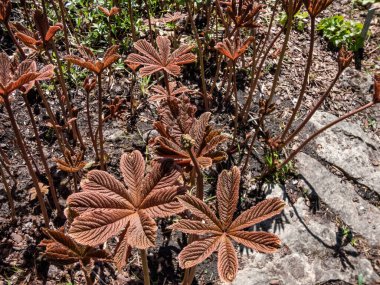 Bahçede yetişen Rodgersia purdomii. Yakışıklı, çekici kırmızı ve kahverengi yaprakları var.,