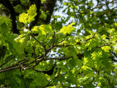 Bahar başında ortaya çıkan taze yeşil yapraklı yaşlı meşe ağacı manzarası. Yeşil açık hava bahar manzarası