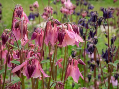 Avrupa 'da yaygın kolumbün, ninenin uyku şapkası veya başlığı (Aquilegia vulgaris), yaz aylarında güçlü mahmuzlarla süslenen kolye mor çiçekleri ile çiçeklenir.