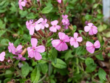 Kaya sabunu ya da yuvarlanan Ted (Saponaria ocymoides), yazın dalların sonunda gruplar halinde dizilen pembe beş yapraklı çiçeklerle çiçek açar.