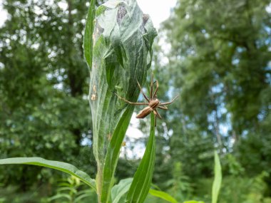 Macro shot of tiny spiderlings of Nursery web spider (Pisaura mirabilis) in the nest with young spiders and egg sac on a green plant with adult female spider next to it among green vegetation