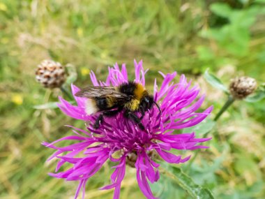 Yazın çayırda pembe bir çiçeğin üzerinde bir yaban arısının (bomba) makro görüntüsü