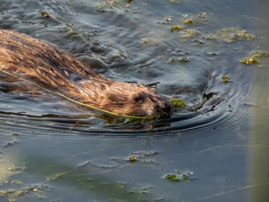 Misk faresi (Ondatra zibethicus) - orta büyüklükte yarı su kemirgeni ile kaplıdır.