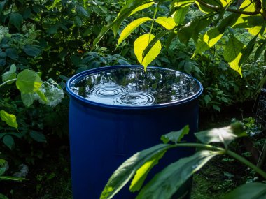 Blue, plastic water barrel reused for collecting and storing rainwater for watering plants full with water and water dripping from the roof during summer day surrounded with vegetation