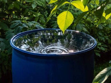 Blue, plastic water barrel reused for collecting and storing rainwater for watering plants full with water and water dripping from the roof during summer day surrounded with vegetation