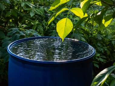 Blue, plastic water barrel reused for collecting and storing rainwater for watering plants full with water and water dripping from the roof during summer day surrounded with vegetation