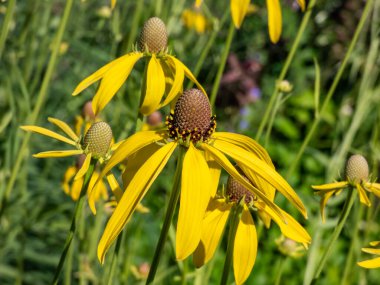 Pinnate prairie coneflower, gri-head, sarı veya çayırkuşu coneflower (Ratibida pinnata) 15 'e kadar ışın çiçeği içeren sarı çiçek başları ile çiçek açar. Merkezi küresel ya da oval şekillidir..
