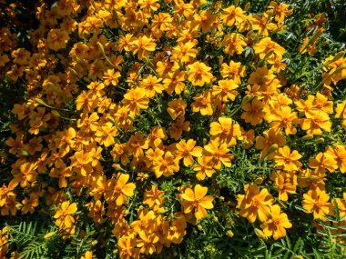 Signet Marigold (Tagetes tenuifolia) 'Luna Portakalı' çiçek açan bol renkli çiçekler yazın bahçedeki dantelli yaprakları cömertçe kaplıyor.
