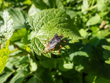 Kokuşmuş böceğin (Pinthaeus sanguinipes) parlak güneş ışığında yeşil bir yaprağın üzerinde otururken ki görüntüsü.